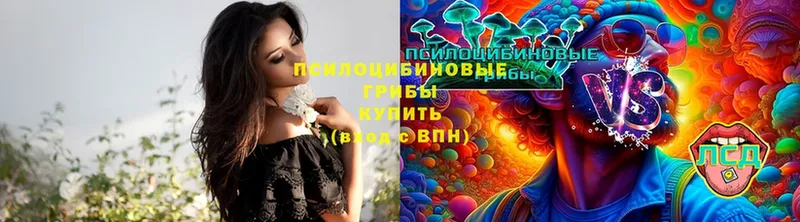 купить закладку  Курчатов  Галлюциногенные грибы Magic Shrooms 